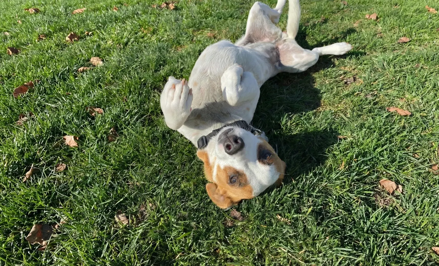 A beagle rolling on its back in the grass