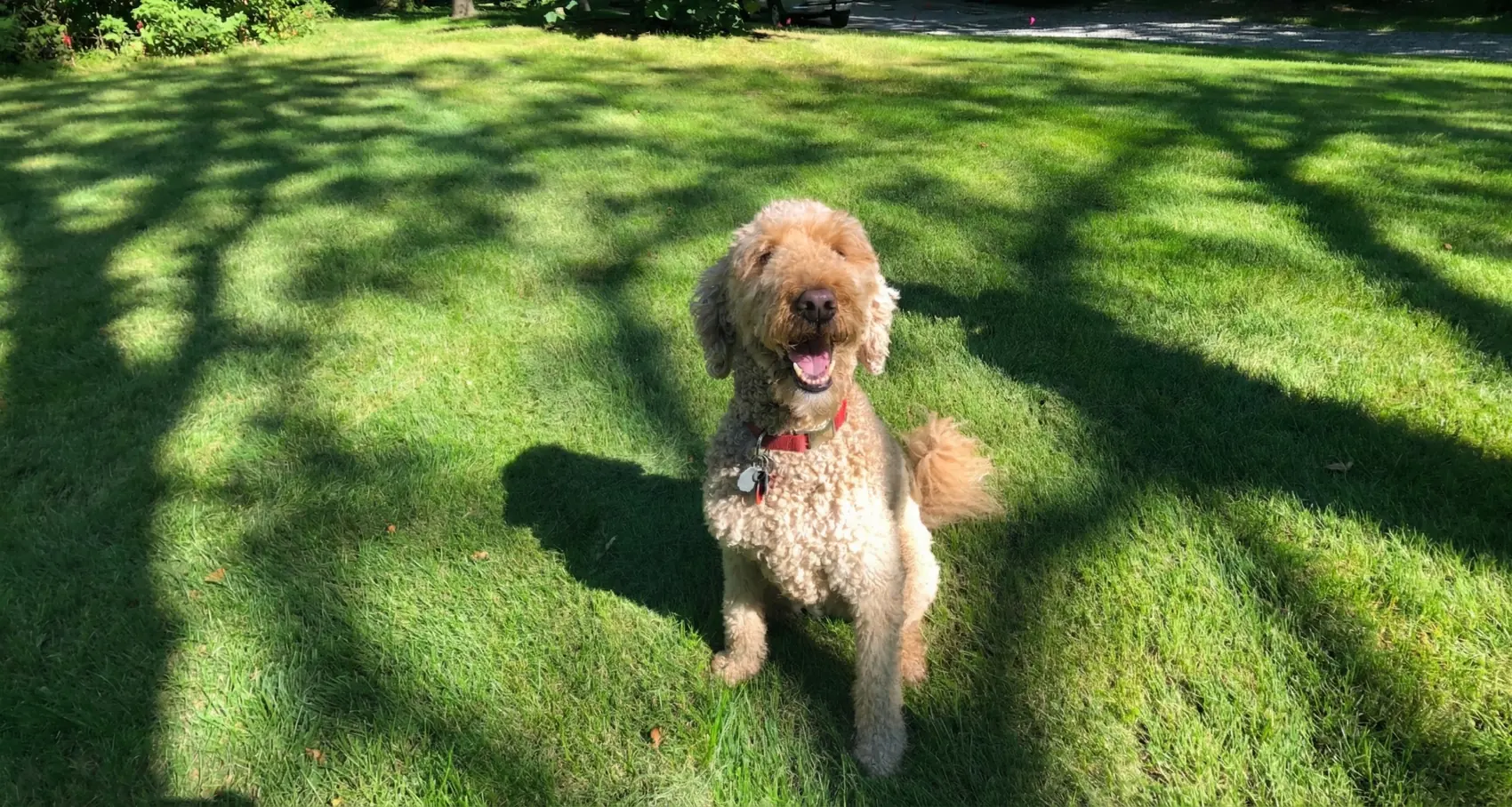 Goldendoodle sitting on a sun-dappled lawn