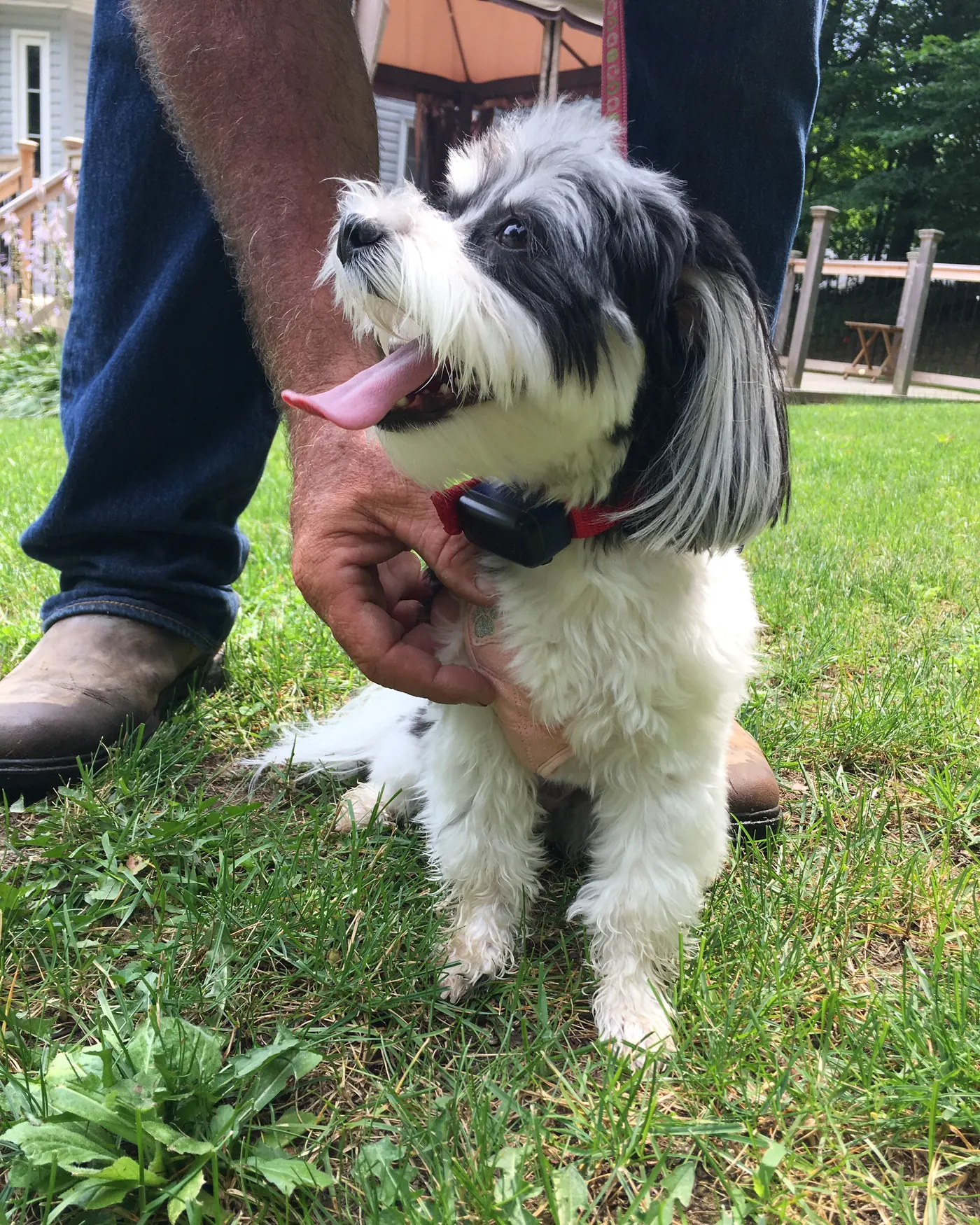 A small dog looking up happily while its receiver collar is fitted on the lawn
