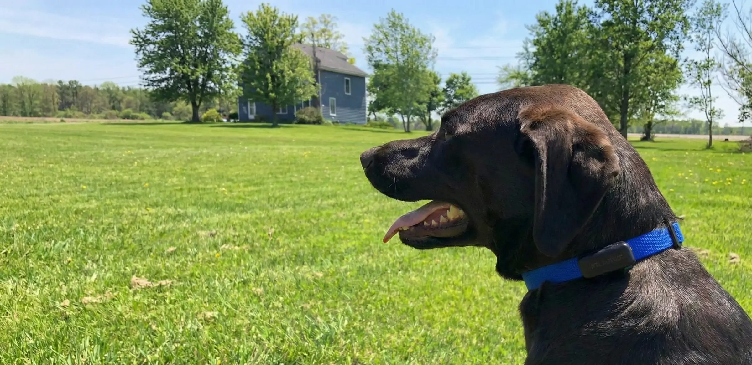 Black Lab wearing a receiver collar on a wide, open lawn, with a farmhouse in the distance