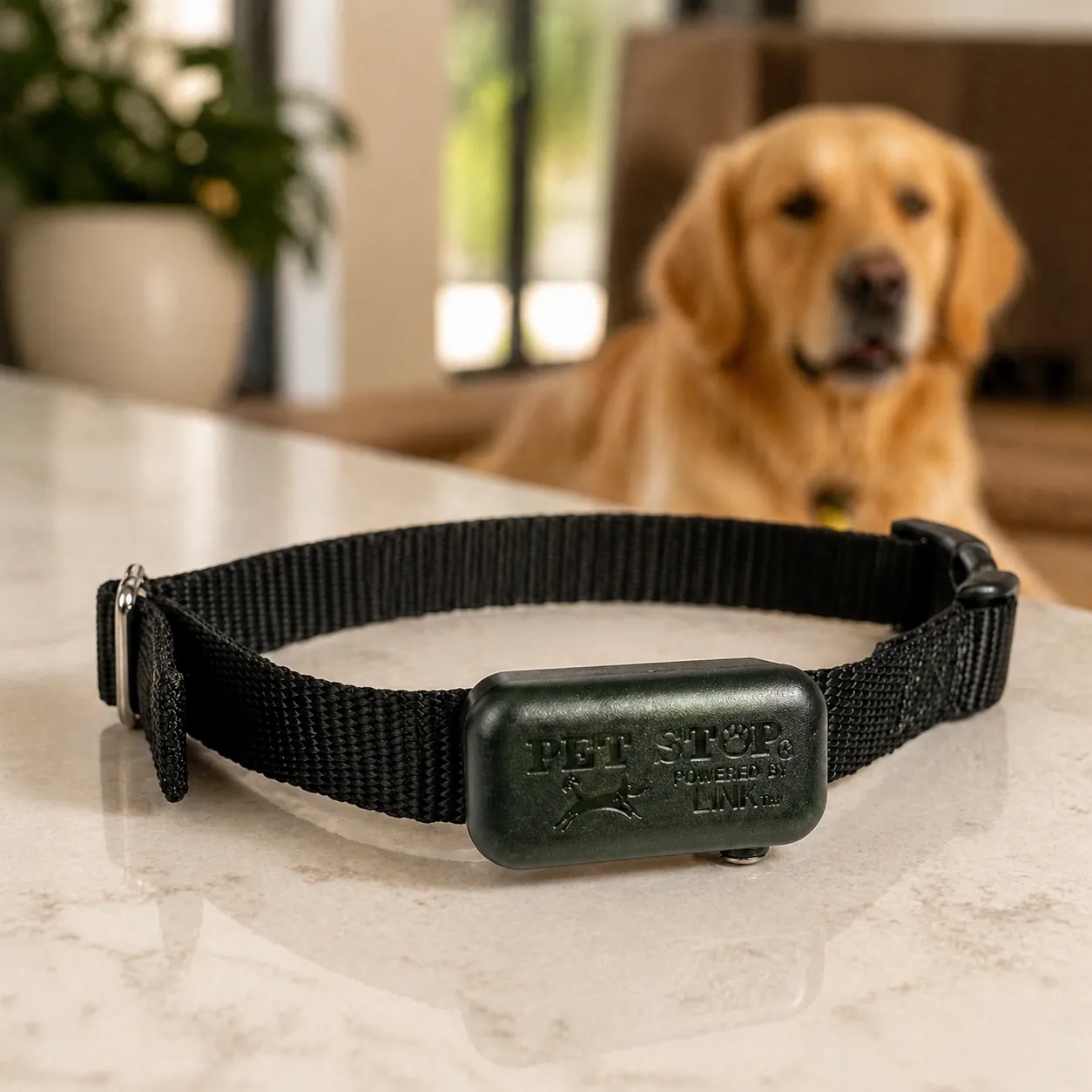 LINK smart collar on a kitchen counter with a golden retriever in the background