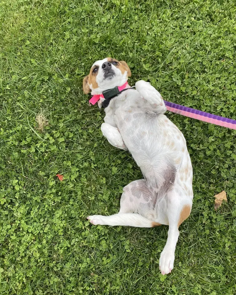 A beagle on a leash rolling happily on its back in the grass, wearing a receiver collar