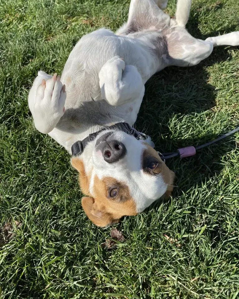 Beagle rolling on its back in the grass
