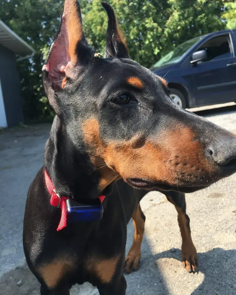 Doberman wearing a receiver collar