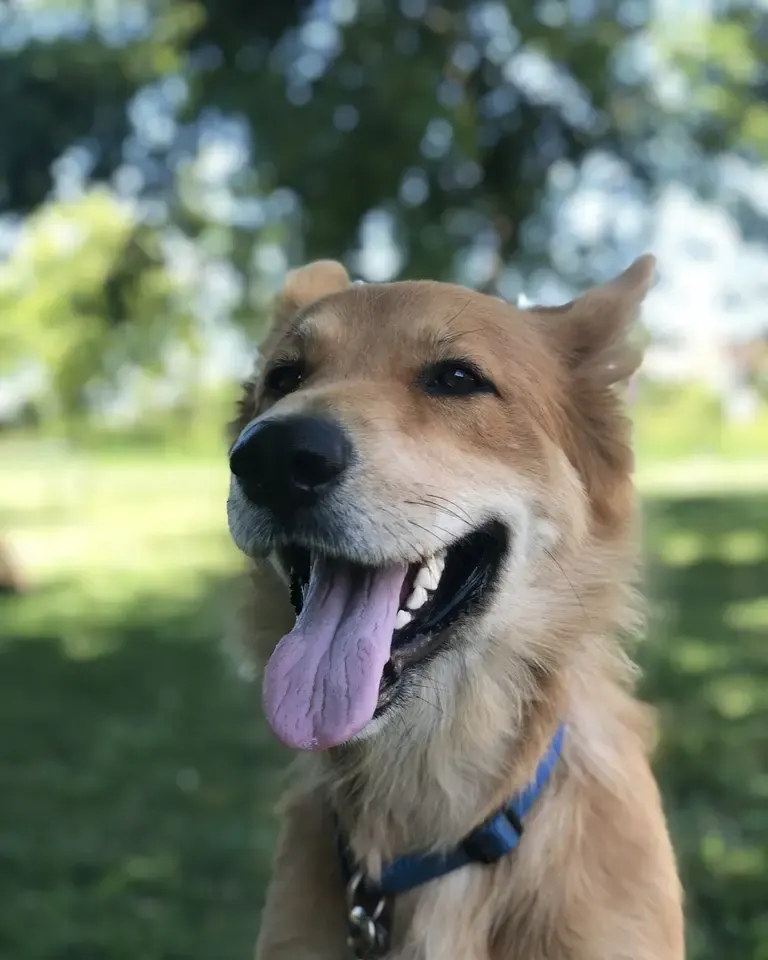 Golden mixed-breed dog with a big smile