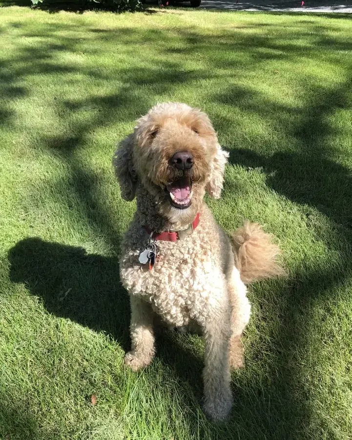 Goldendoodle sitting on a sunny lawn