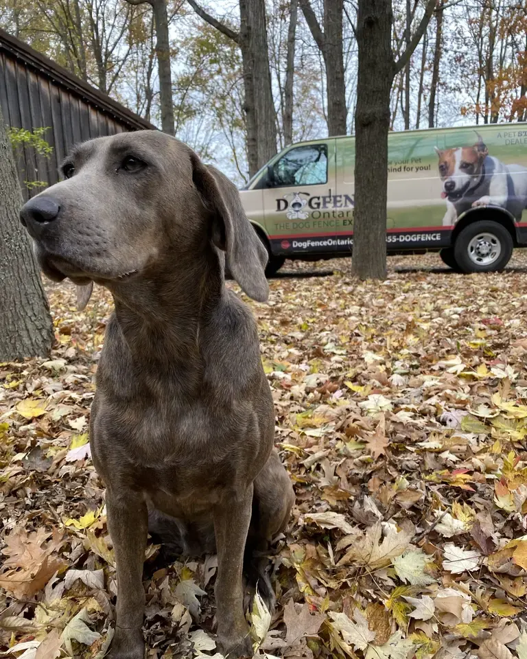A grey Lab sitting in autumn leaves with the Dog Fence Ontario van parked behind