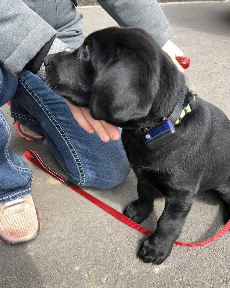 Black Lab puppy wearing a receiver collar, leaning into a person's hand