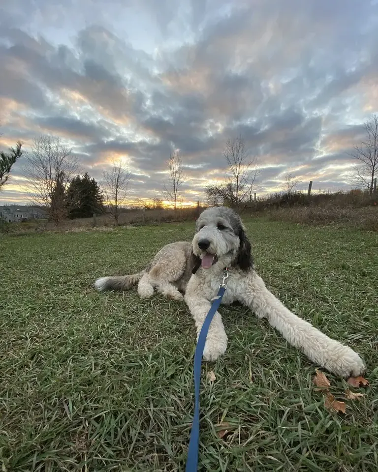Sheepadoodle lying in a field at sunset