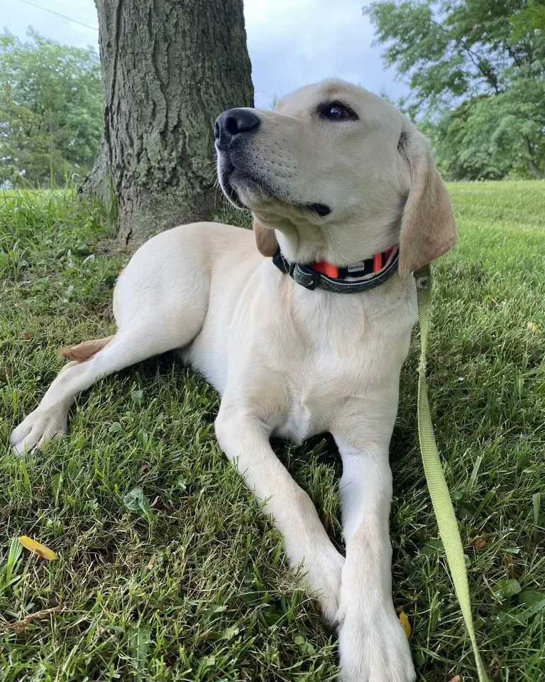Yellow Lab puppy lying under a tree