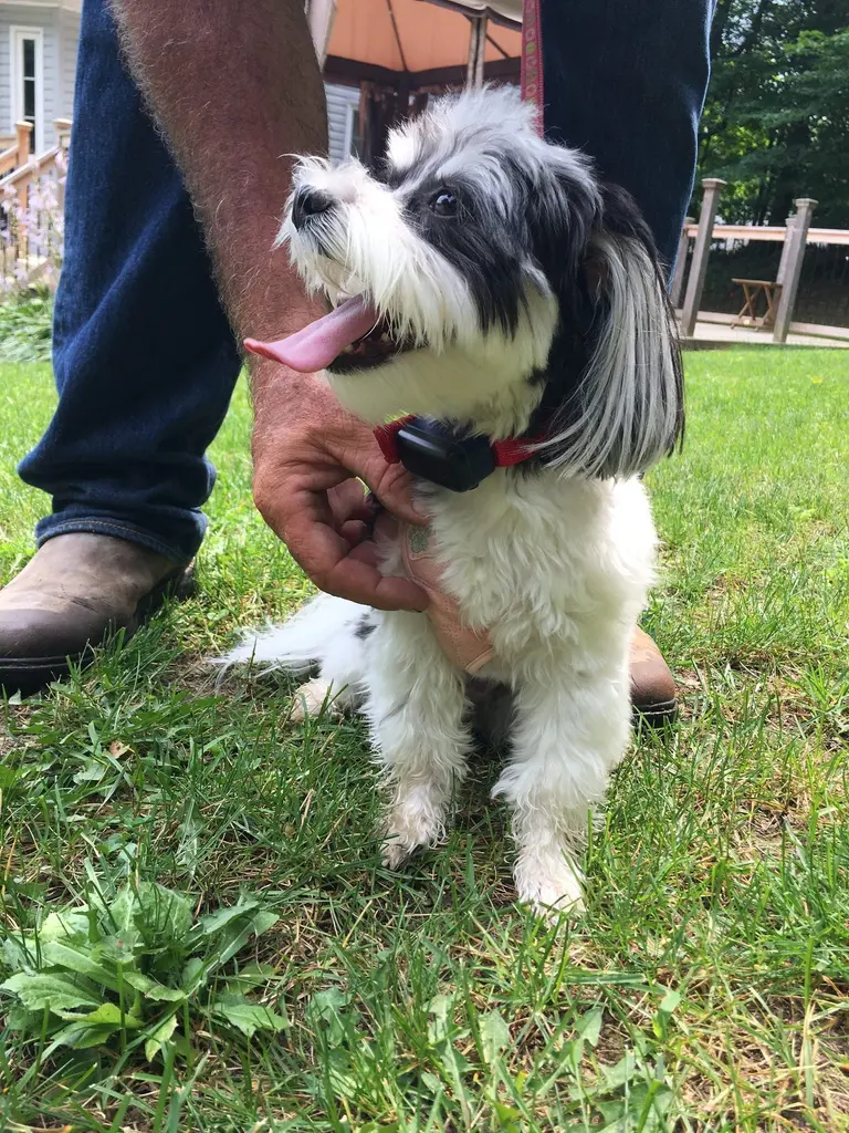 Small white dog being pet by owner in backyard