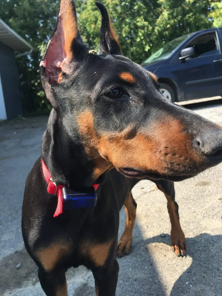 Doberman wearing receiver collar on green lawn