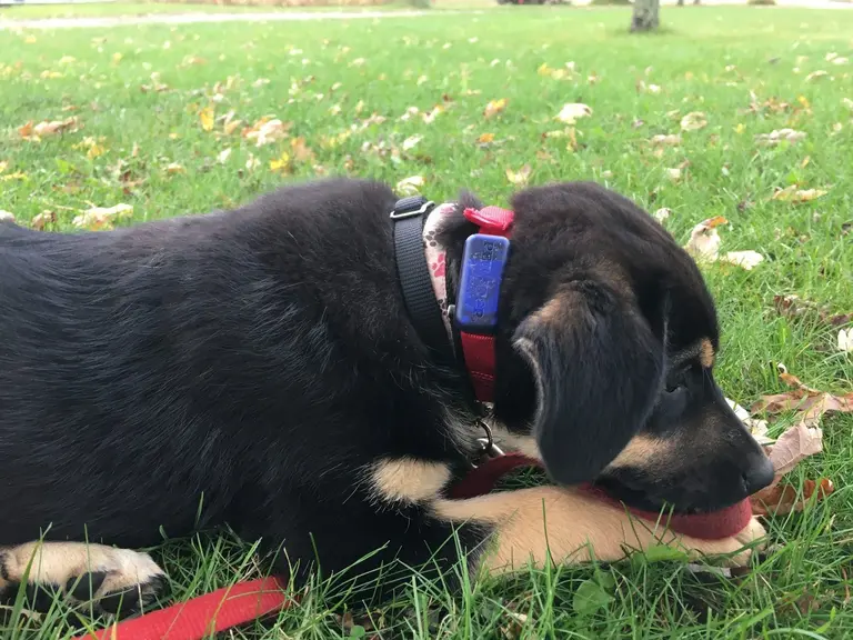 Black puppy sniffing the ground in a yard