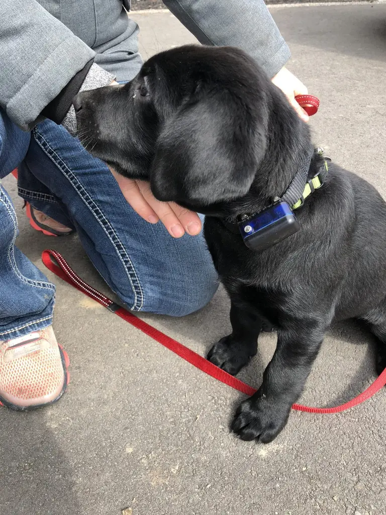 Dark-coated puppy with receiver collar beside owner