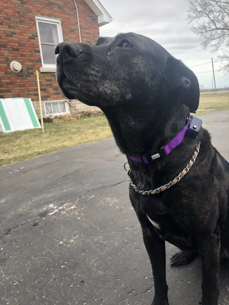 Brown brindle dog relaxing in the grass