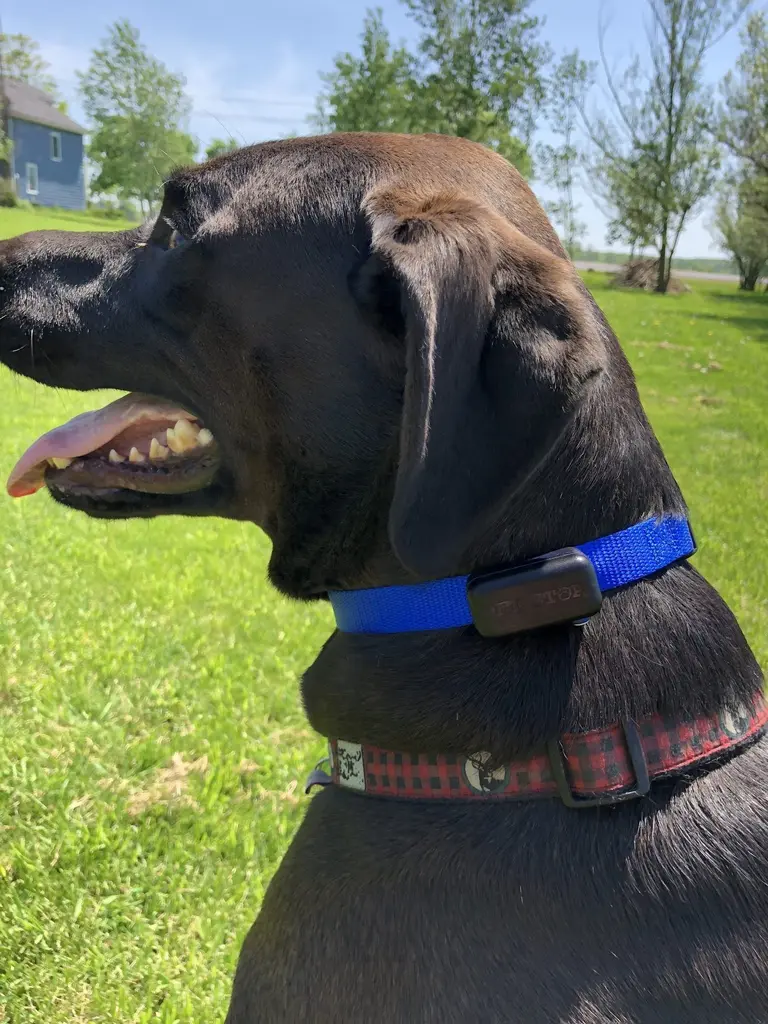 Black dog smiling with tongue out showing blue collar