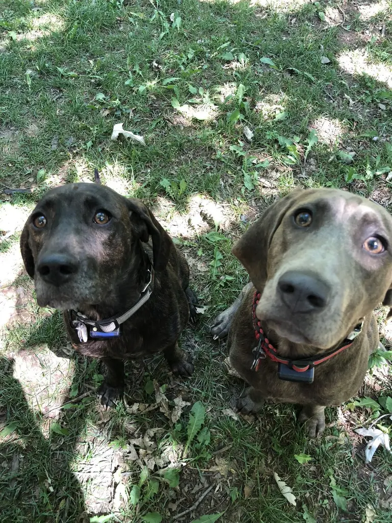 Close-up of a grey and white dog looking at the camera