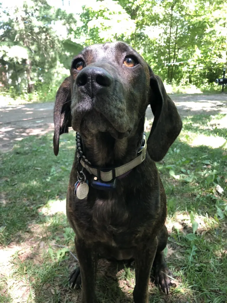 Dark brindle dog standing in a yard with trees