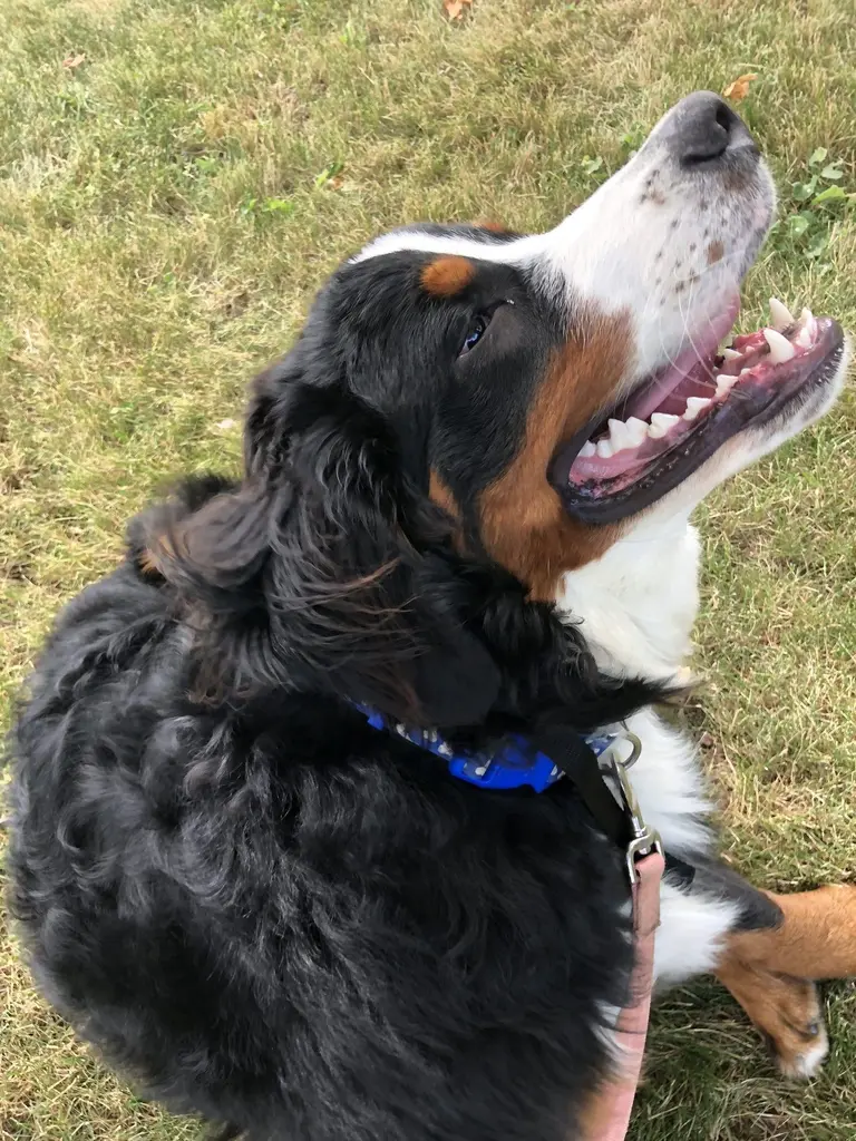 Goldendoodle happily sitting on a green lawn