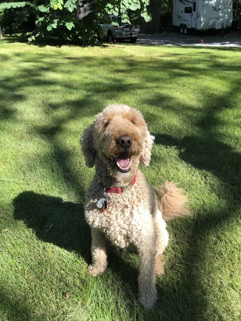 Fluffy Keeshond puppy resting on a cushion indoors