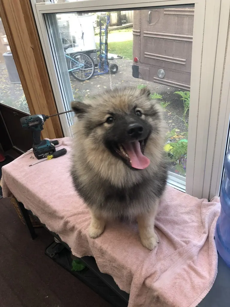 Boxer mix with red collar standing in a grassy yard