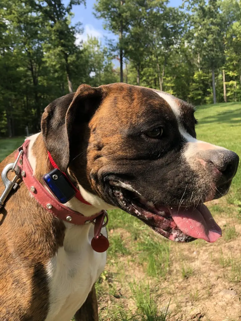 Chocolate Lab looking up with soulful eyes