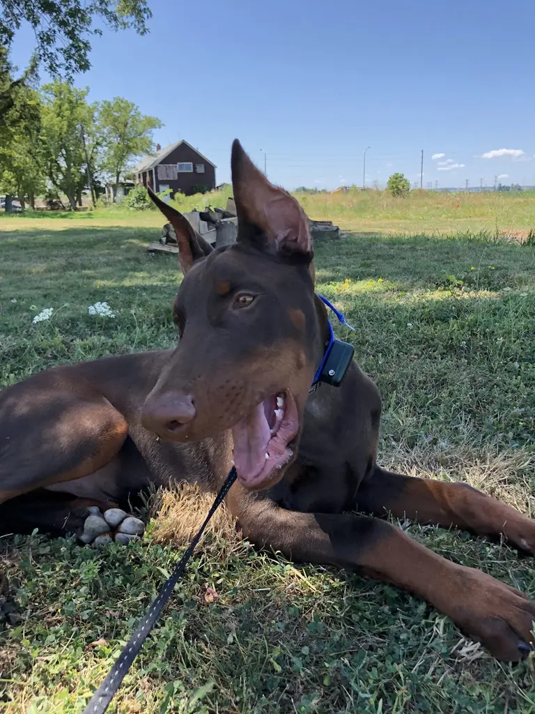 Golden mixed breed dog smiling with tongue out