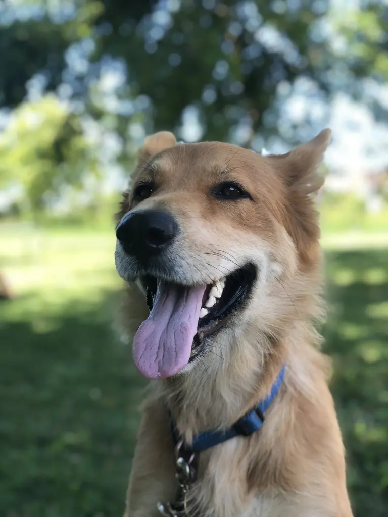 German Shepherd standing alert by the front door