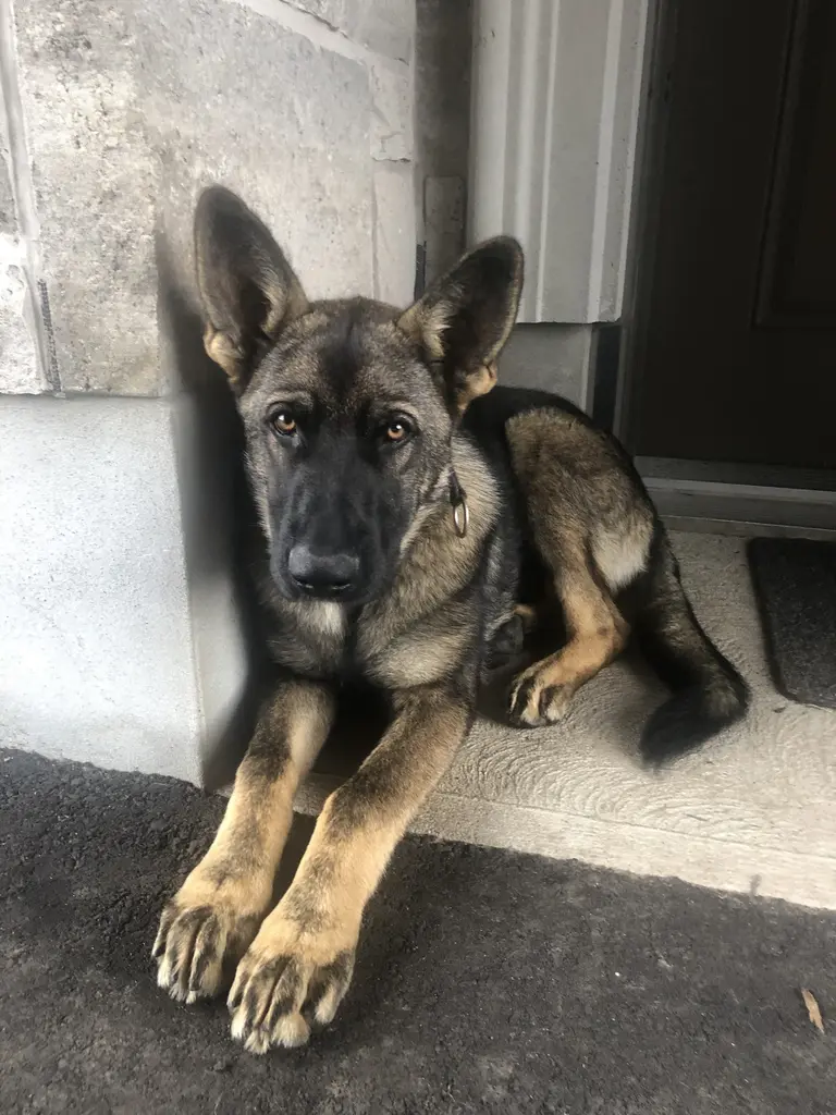 German Shepherd sitting in a car looking out