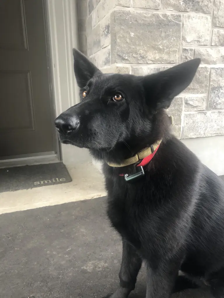 Pit Bull puppy with blue eyes in a vehicle
