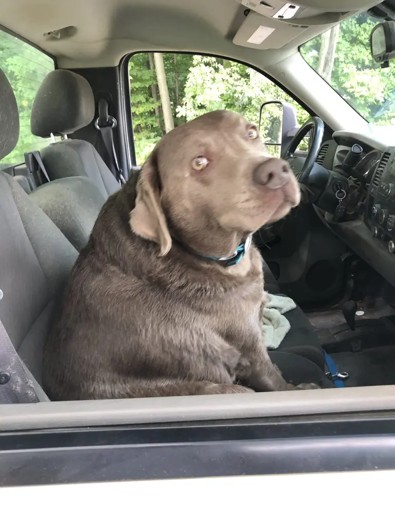 Orange tabby cat wearing a receiver collar by a window