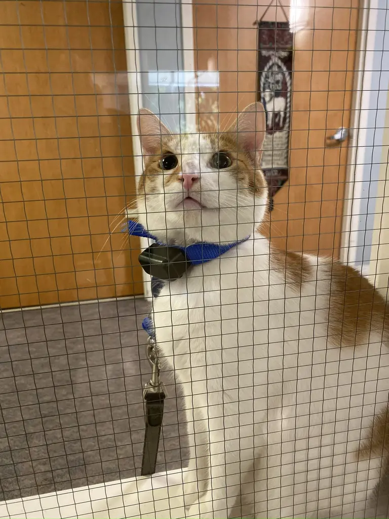 Dog lying on grass looking up at the camera