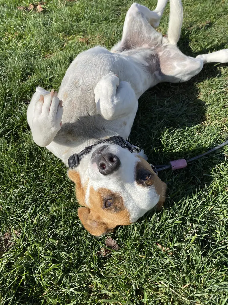 Vizsla puppy resting in autumn leaves