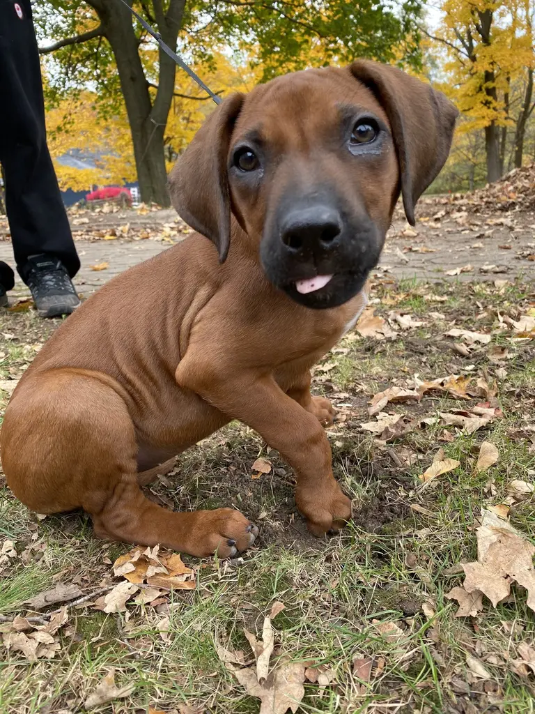 Small white dog exploring a yard with fall leaves