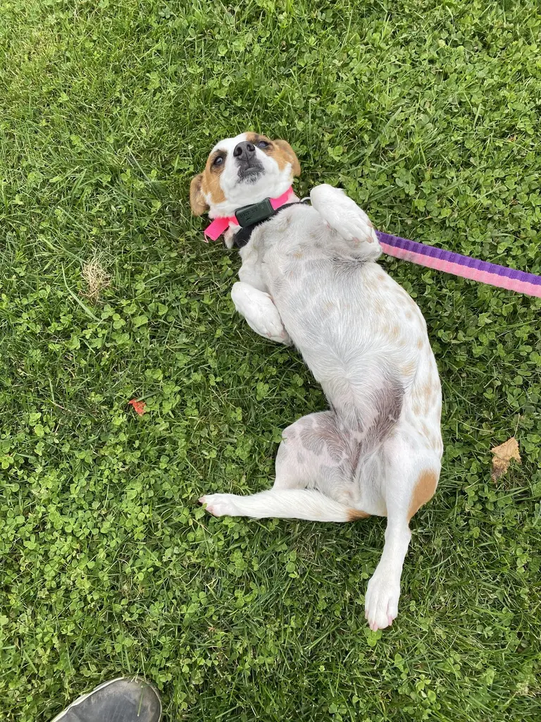 Dog sniffing around bushes in a garden