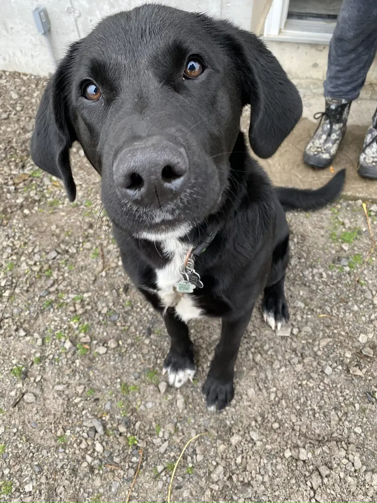 Goldendoodle relaxing on a leash in a rural yard at sunset