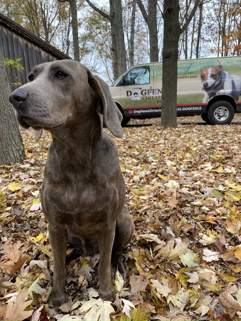 Rhodesian Ridgeback puppy with receiver collar on a leash