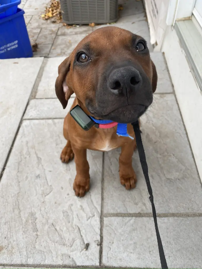Saint Bernard mix sitting on a front porch