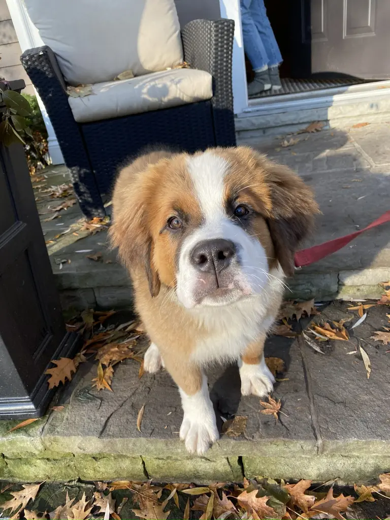 Close-up of a brown and black dog with big eyes