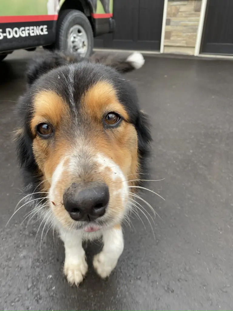 Chocolate Lab enjoying a sunny day on the lawn