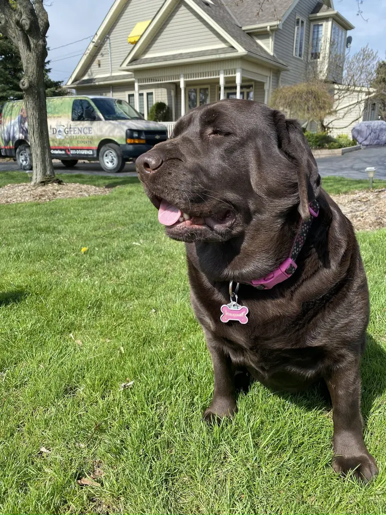 Yellow Lab walking on a leash through a green yard