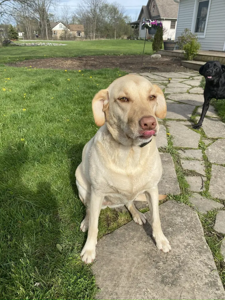Large dog relaxing on a patio in the backyard