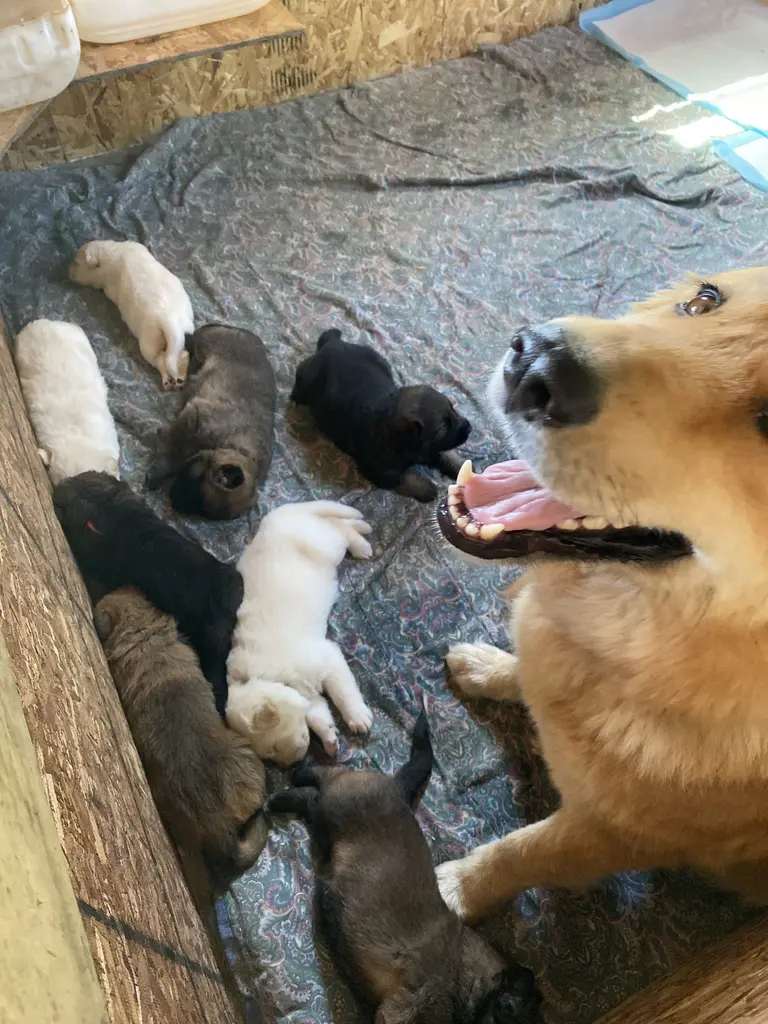 Two dogs playing together in a fenced yard