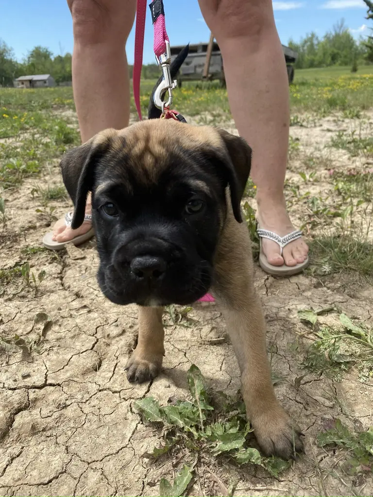 Puppy wearing a receiver collar for the first time