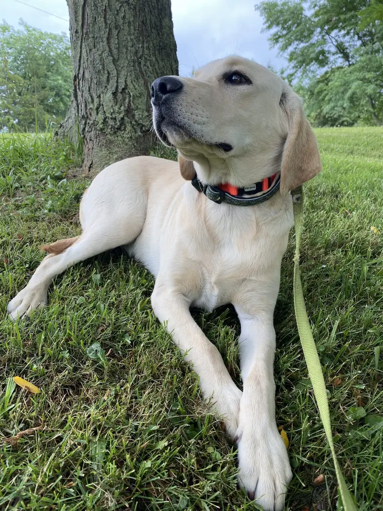 Dog standing proudly in a wide open yard