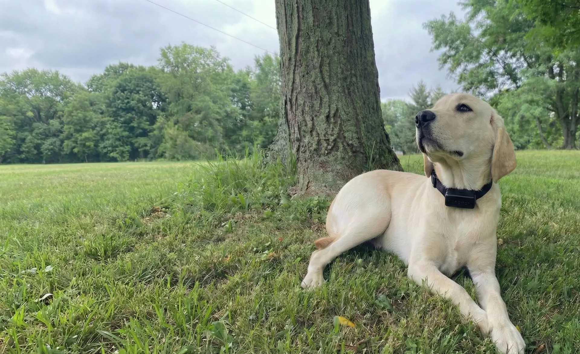 Happy yellow lab with receiver collar relaxing under a tree on a green lawn