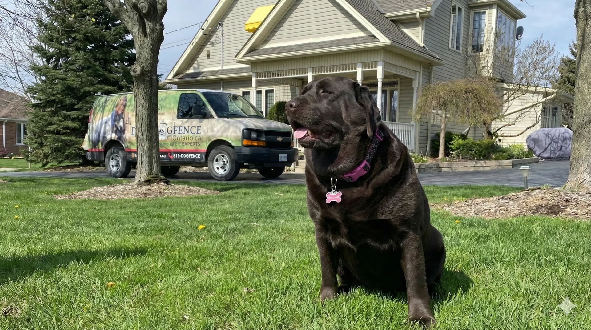 Chocolate lab sitting in a green front yard with the Dog Fence Ontario van in the background