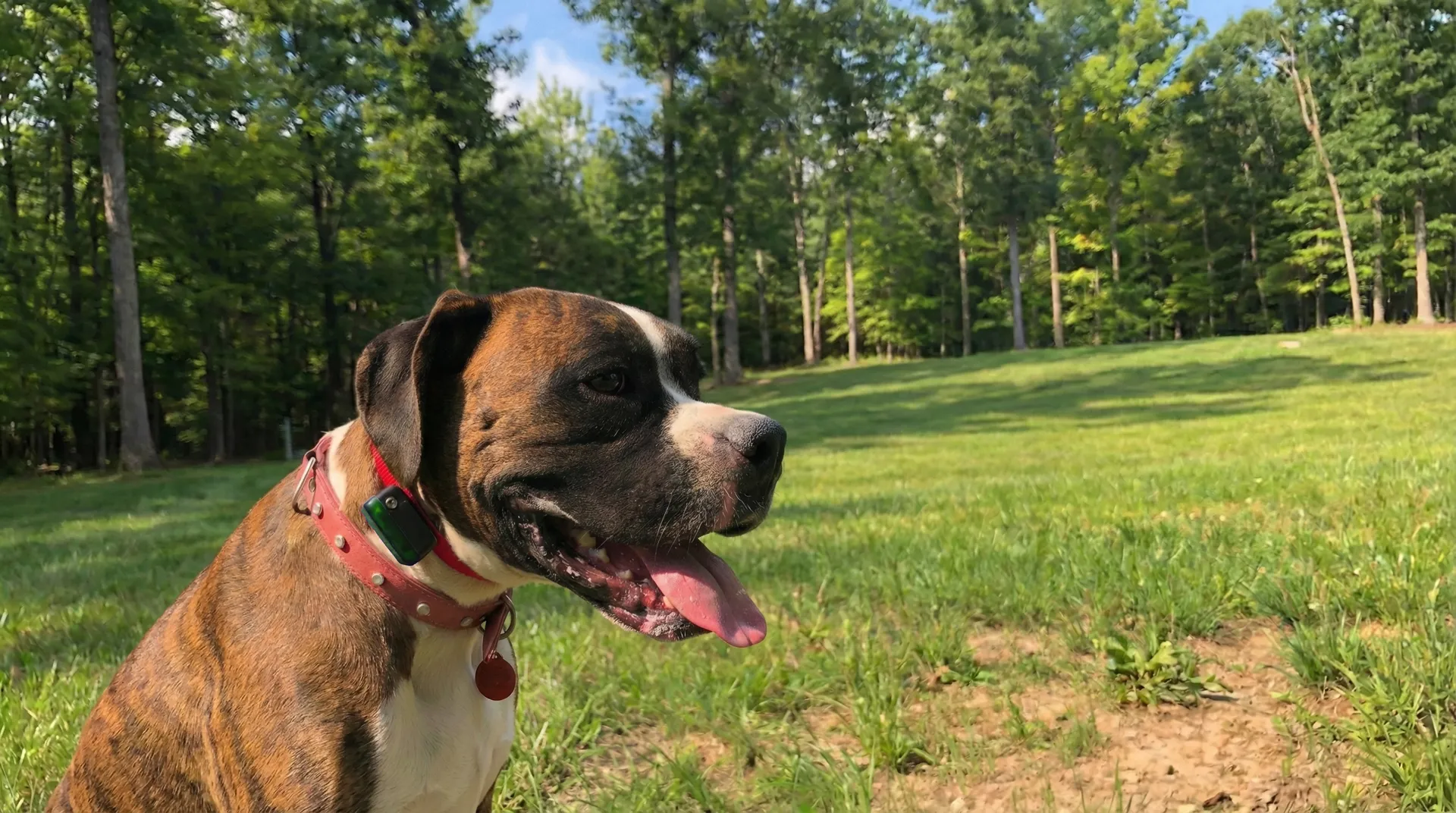 Brindle dog wearing a Pet Stop receiver collar sitting in a lush green forest