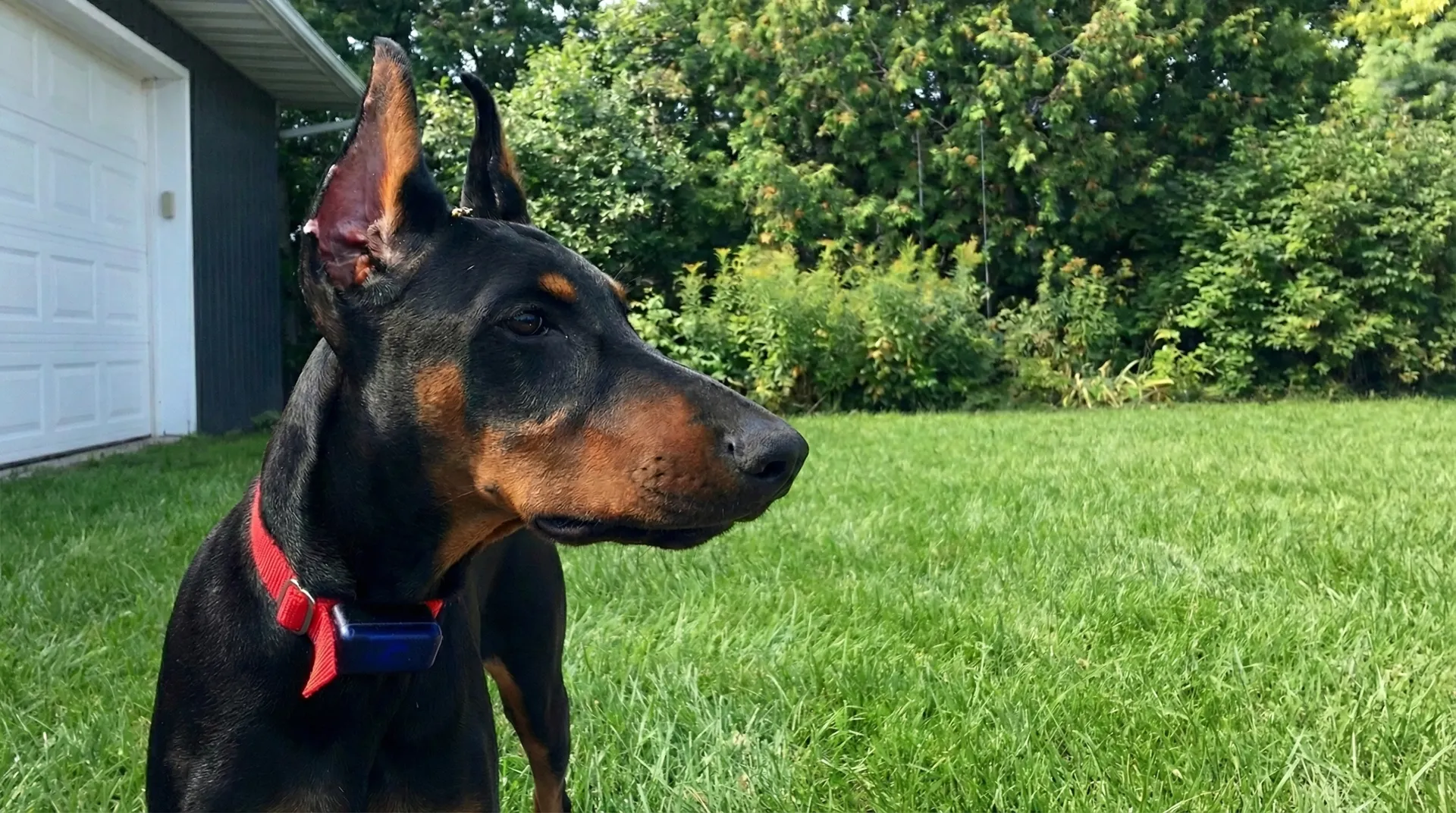 Doberman with a red Pet Stop receiver collar sitting in a green yard