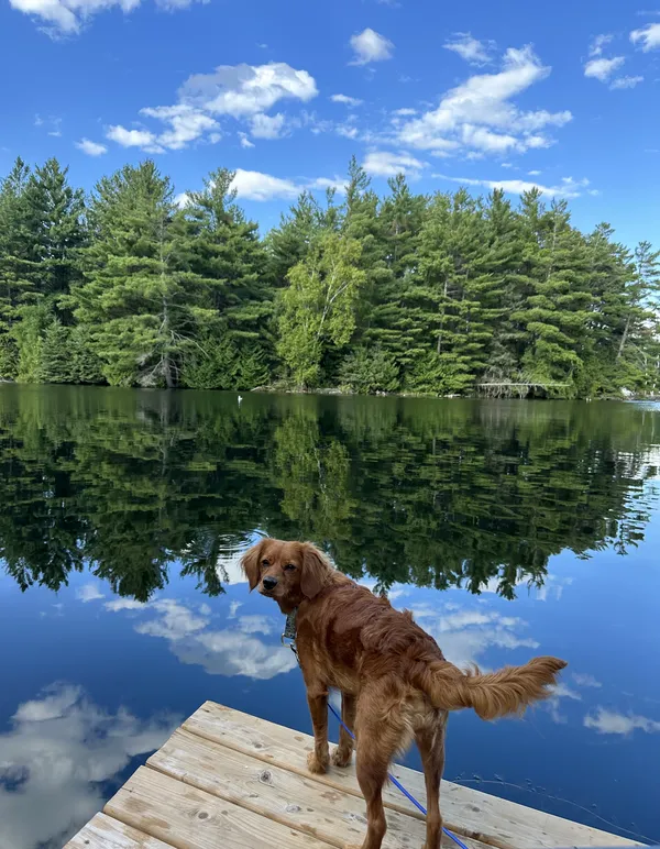 Golden Retriever on dock at lake — Simcoe County invisible fence customer